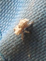Lembodes solitarius