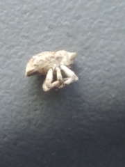 Lembodes solitarius
