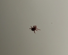 Dermacentor occidentalis