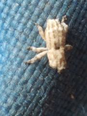 Lembodes solitarius