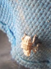 Lembodes solitarius