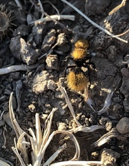 Dasymutilla coccineohirta