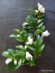Camellia lutchuensis