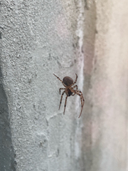 Zygiellinae