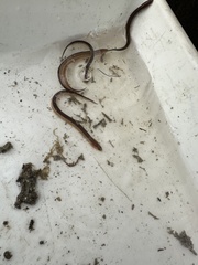 Eel Blenny photo 1