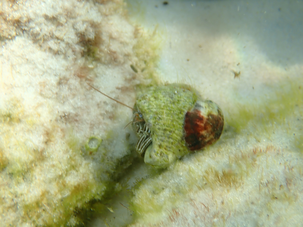 Thinstripe Hermit Crab from Destin, FL 32541, USA on November 27, 2022 ...