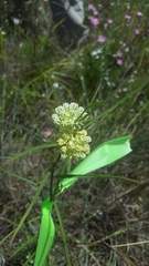 Asclepias stenophylla