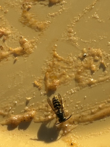 iNaturalist observation photo of Western Yellowjacket