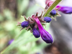 Penstemon pruinosus