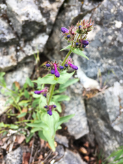 Penstemon pruinosus
