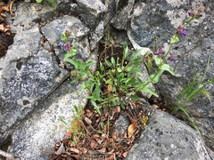 Penstemon pruinosus