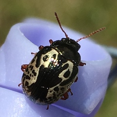 Calligrapha confluens
