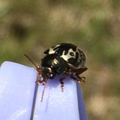 Calligrapha confluens