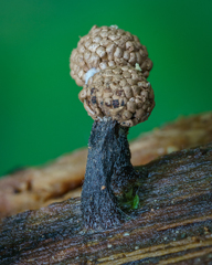 Tubifera microsperma