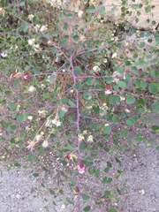 Capparis spinosa