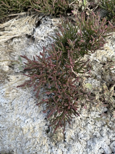 Image of Salicornia rubra by no rights reserved