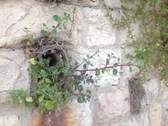Capparis zoharyi