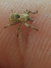Lembodes solitarius