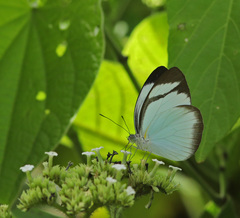 Itaballia demophile centralis