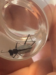 Habroscelimorpha dorsalis