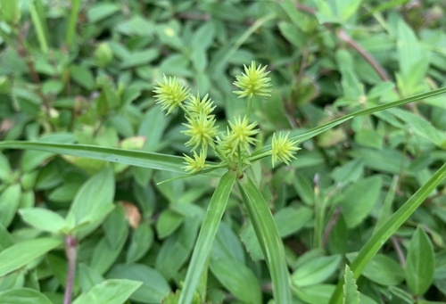Image of Cyperus croceus by (c) ni_ki, some rights reserved (CC BY)