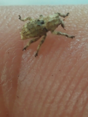 Lembodes solitarius