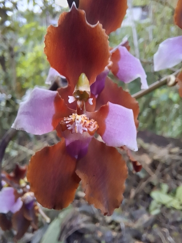 Cyrtochilum pastasae