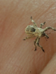 Lembodes solitarius