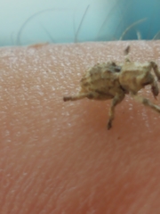 Lembodes solitarius