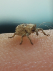 Lembodes solitarius