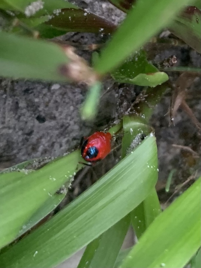 Stink Bugs, Shield Bugs, and Allies from Pinellas Trail, Saint ...