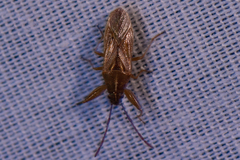 Pachygronthidae