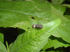 Amphicerus bimaculatus