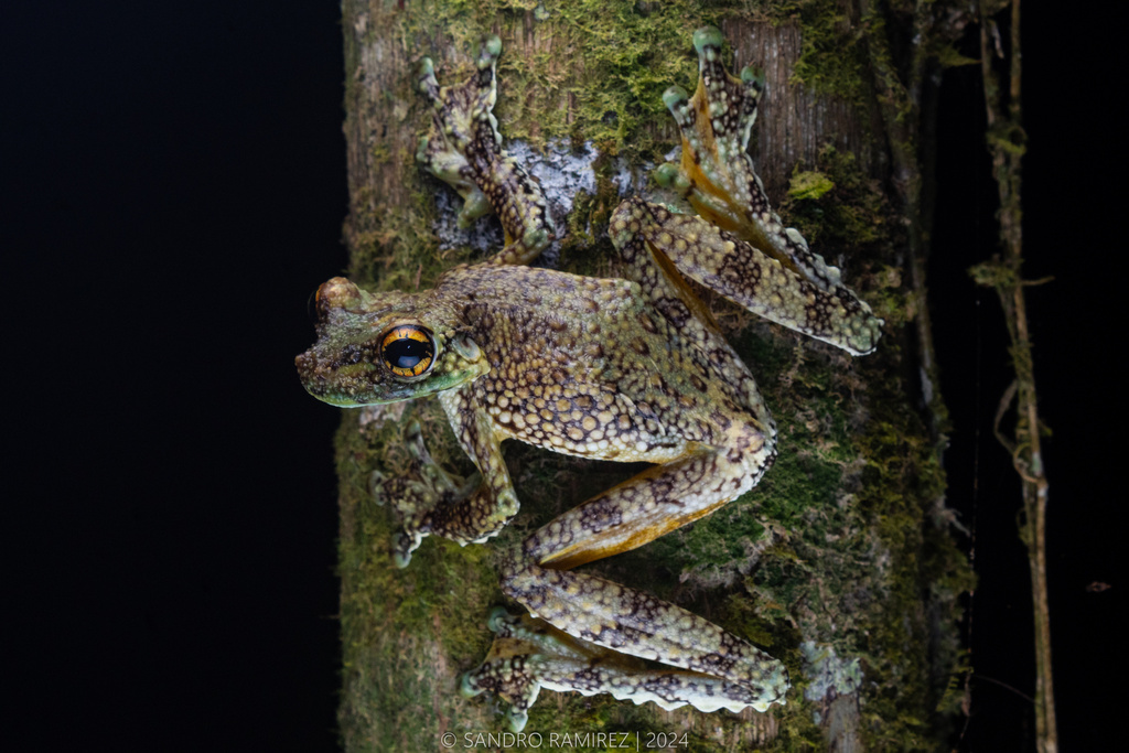 Shushupe Tree Frog