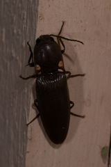 Deilelater physoderus