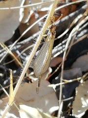Macronemurus appendiculatus