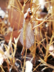 Macronemurus appendiculatus