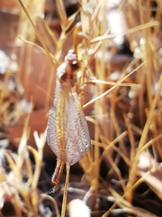 Macronemurus appendiculatus