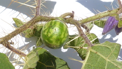 Solanum palinacanthum