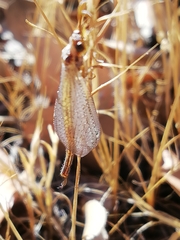Macronemurus appendiculatus