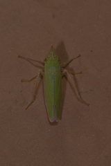 Draeculacephala floridana