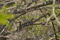 Ctenosaura acanthura