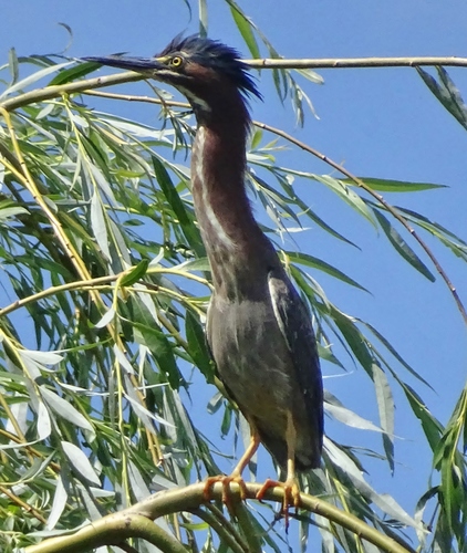 Green Heron photographed in Vermont