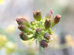 Lomatium simplex
