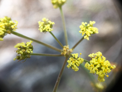 Lomatium simplex