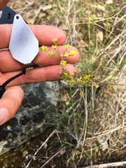 Lomatium simplex