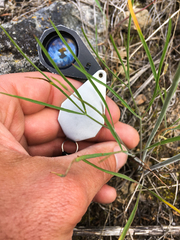Lomatium simplex