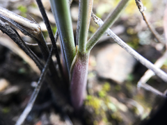 Lomatium simplex