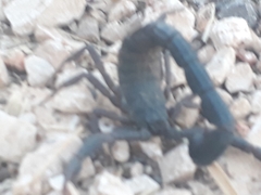 Hottentotta judaicus