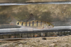 Taiwan Torrent Carp photo 3